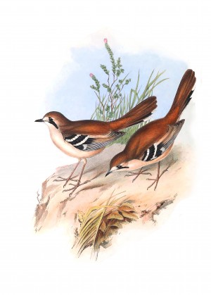 Bearded Scrub Robin Bird_OSG